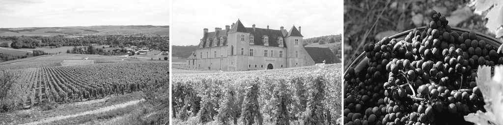 Louis Jadot